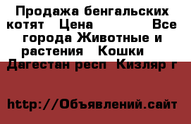 Продажа бенгальских котят › Цена ­ 20 000 - Все города Животные и растения » Кошки   . Дагестан респ.,Кизляр г.